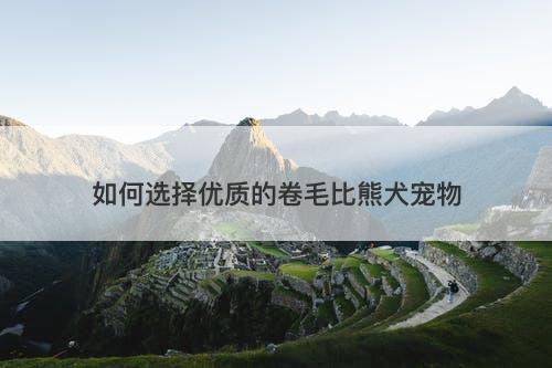 如何选择优质的卷毛比熊犬宠物