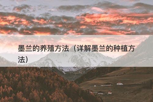 墨兰的养殖方法（详解墨兰的种植方法）