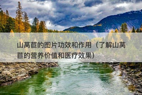 山莴苣的图片功效和作用（了解山莴苣的营养价值和医疗效果）