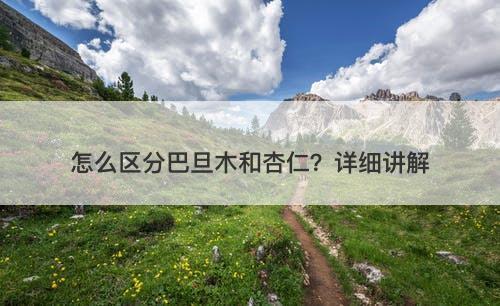 怎么区分巴旦木和杏仁？详细讲解