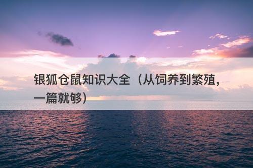 银狐仓鼠知识大全（从饲养到繁殖，一篇就够）