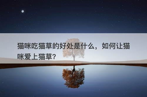 猫咪吃猫草的好处是什么，如何让猫咪爱上猫草？