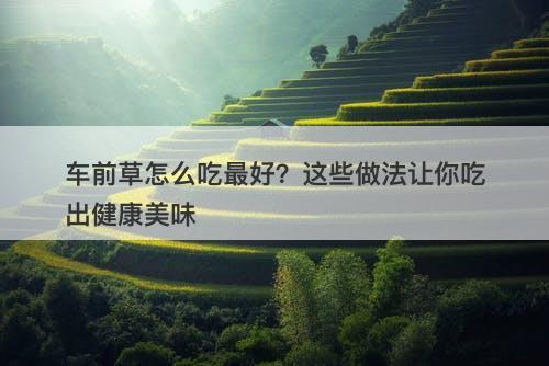 车前草怎么吃最好？这些做法让你吃出健康美味