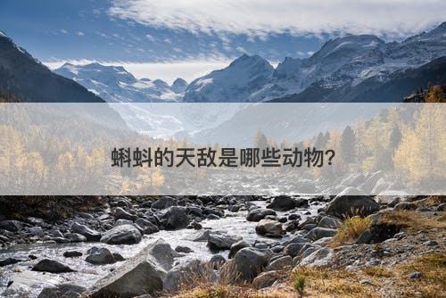 蝌蚪的天敌是哪些动物？-图1