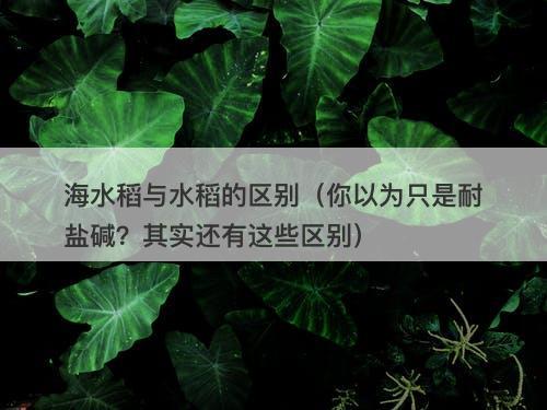 海水稻与水稻的区别（你以为只是耐盐碱？其实还有这些区别）