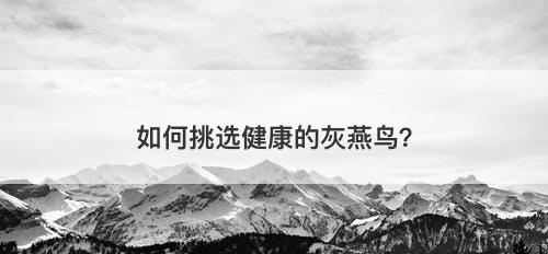 如何挑选健康的灰燕鸟？