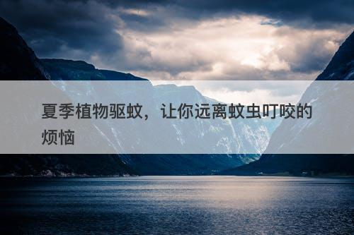 夏季植物驱蚊，让你远离蚊虫叮咬的烦恼