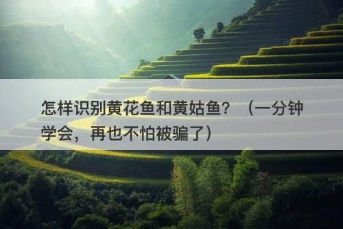怎样识别黄花鱼和黄姑鱼？（一分钟学会，再也不怕被骗了）