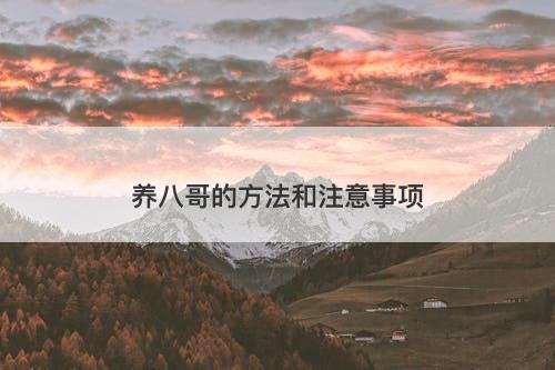 养八哥的方法和注意事项