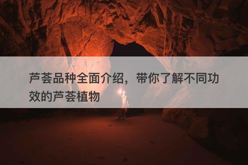 芦荟品种全面介绍，带你了解不同功效的芦荟植物