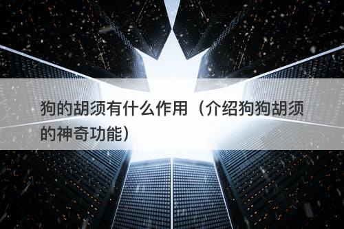 狗的胡须有什么作用（介绍狗狗胡须的神奇功能）