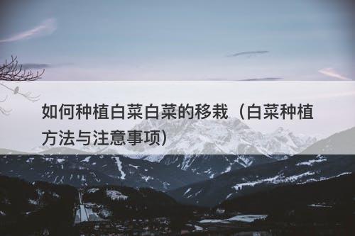如何种植白菜白菜的移栽（白菜种植方法与注意事项）