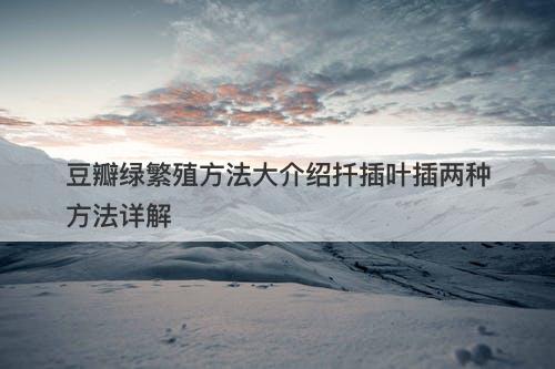 豆瓣绿繁殖方法大介绍扦插叶插两种方法详解