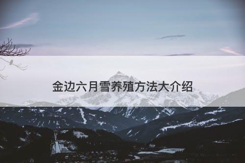 金边六月雪养殖方法大介绍