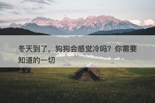 冬天到了，狗狗会感觉冷吗？你需要知道的一切