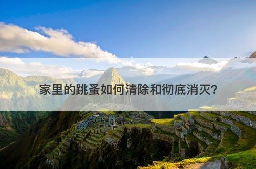 家里的跳蚤如何清除和彻底消灭？