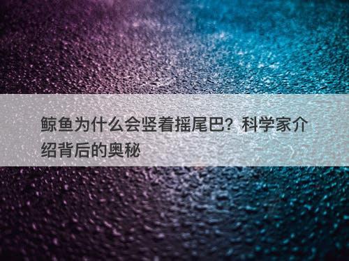 鲸鱼为什么会竖着摇尾巴？科学家介绍背后的奥秘