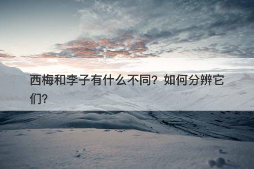 西梅和李子有什么不同？如何分辨它们？