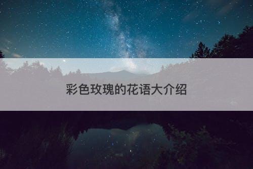 彩色玫瑰的花语大介绍