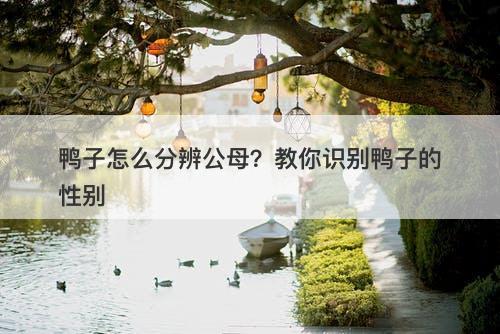鸭子怎么分辨公母？教你识别鸭子的性别