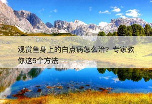 观赏鱼身上的白点病怎么治？专家教你这5个方法