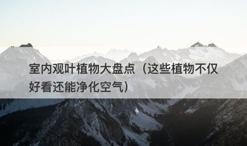 室内观叶植物大盘点（这些植物不仅好看还能净化空气）