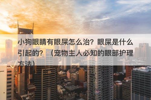 小狗眼睛有眼屎怎么治？眼屎是什么引起的？（宠物主人必知的眼部护理方法）