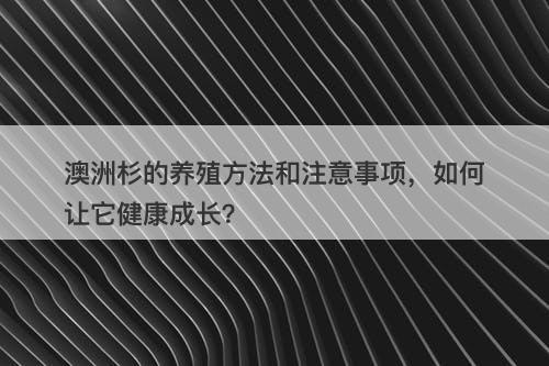 澳洲杉的养殖方法和注意事项，如何让它健康成长？
