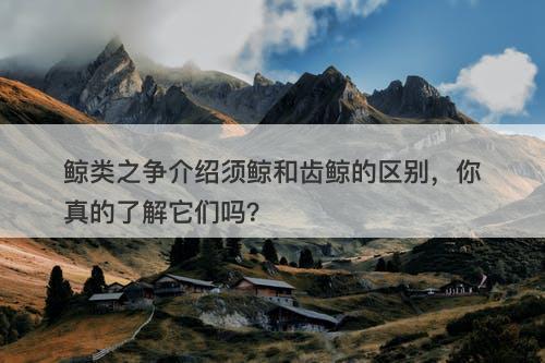 鲸类之争介绍须鲸和齿鲸的区别，你真的了解它们吗？