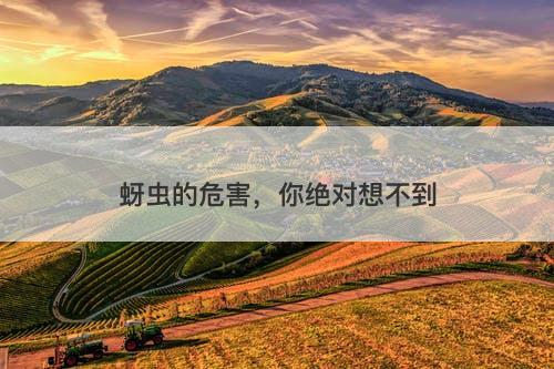 蚜虫的危害，你绝对想不到