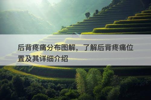 后背疼痛分布图解，了解后背疼痛位置及其详细介绍