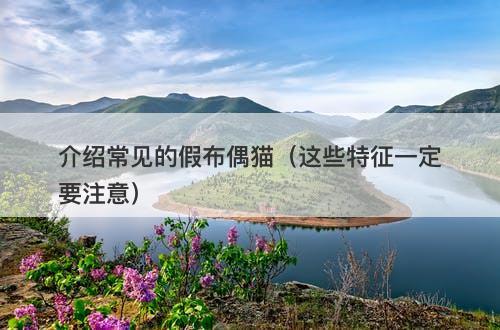 介绍常见的假布偶猫（这些特征一定要注意）