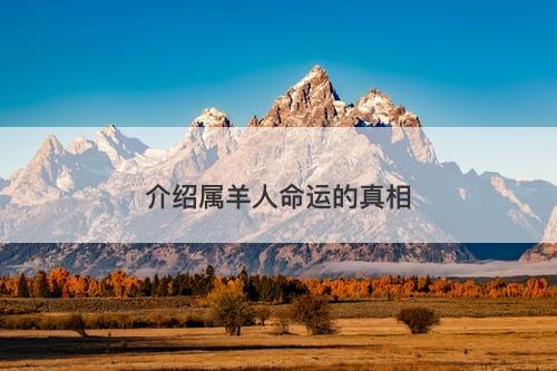 介绍属羊人命运的真相