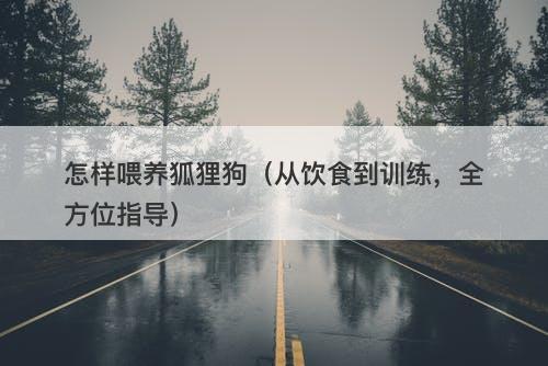 怎样喂养狐狸狗（从饮食到训练，全方位指导）