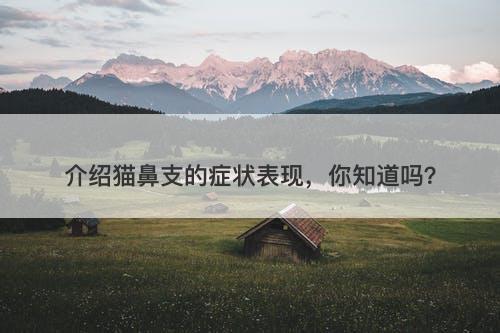 介绍猫鼻支的症状表现，你知道吗？