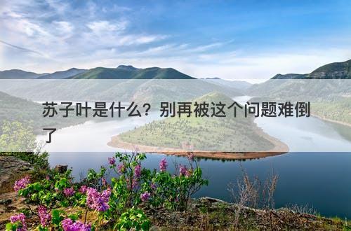 苏子叶是什么？别再被这个问题难倒了