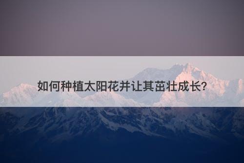 如何种植太阳花并让其茁壮成长？