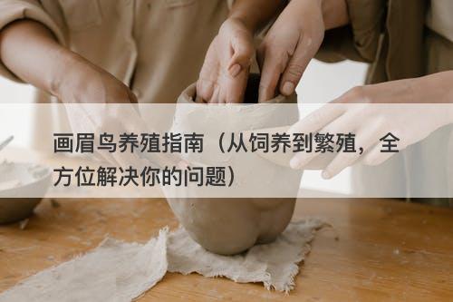 画眉鸟养殖指南（从饲养到繁殖，全方位解决你的问题）