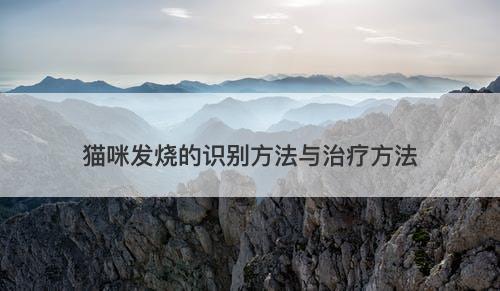 猫咪发烧的识别方法与治疗方法