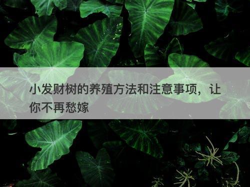 小发财树的养殖方法和注意事项，让你不再愁嫁