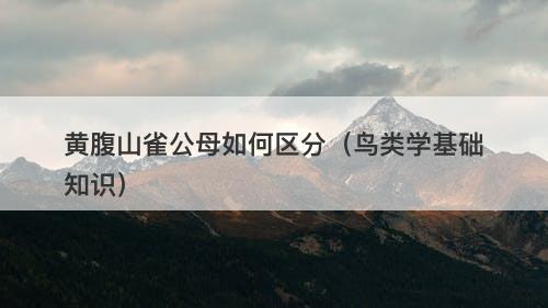 黄腹山雀公母如何区分（鸟类学基础知识）