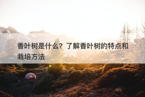 香叶树是什么？了解香叶树的特点和栽培方法