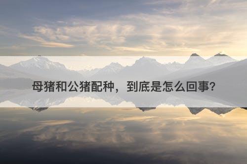 母猪和公猪配种，到底是怎么回事？-图1