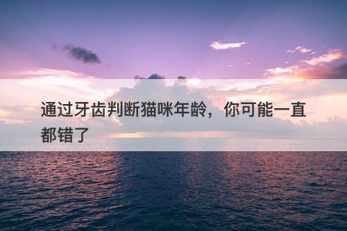通过牙齿判断猫咪年龄，你可能一直都错了