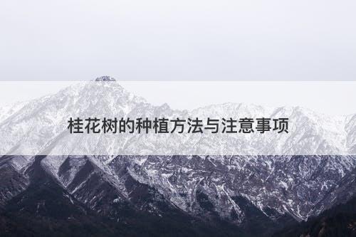 桂花树的种植方法与注意事项