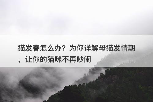 猫发春怎么办？为你详解母猫发情期，让你的猫咪不再吵闹