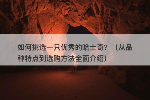 如何挑选一只优秀的哈士奇？（从品种特点到选购方法全面介绍）