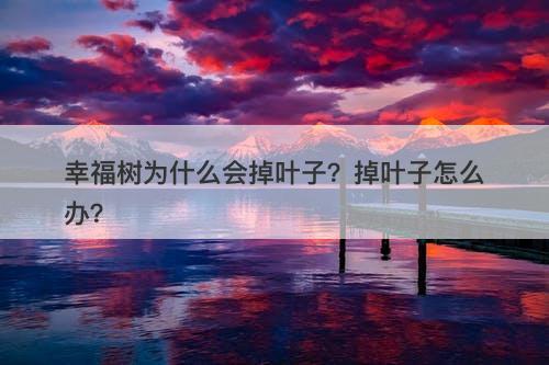 幸福树为什么会掉叶子？掉叶子怎么办？