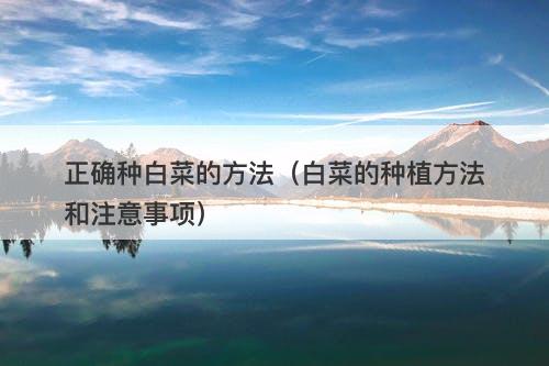 正确种白菜的方法（白菜的种植方法和注意事项）