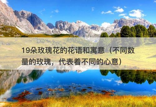 19朵玫瑰花的花语和寓意（不同数量的玫瑰，代表着不同的心意）